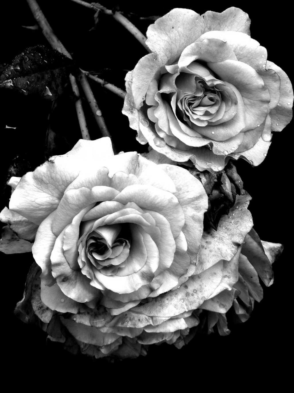 rose, trauer, friedhof, natur, abschied, rosenblüte, gedenken, blütenblätter, trauerkarte, schwarz-weiß, erinnerung, rose, blumenkarte, trost, grußkarte, trost grußkarte, beileid, nahaufnahme, hoffnung, postkarte